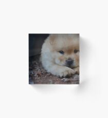 chow chow puppy laying Acrylic Block