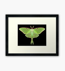 Luna Moth Painting Framed Print