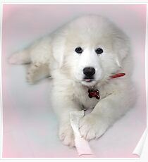 Beautiful Baby Puppy - Sacha Poster