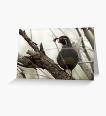 California Quail - Perched Greeting Card