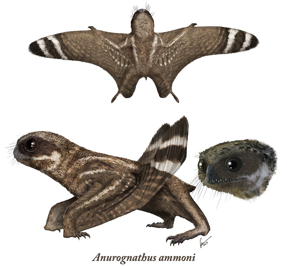 dendrorhynchoides