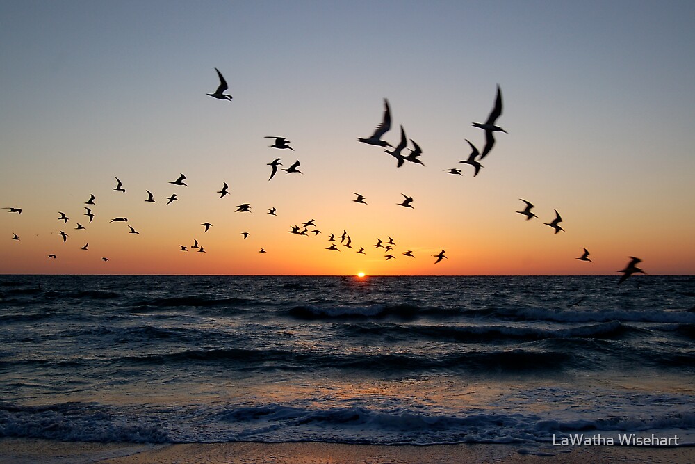 Aves Puesta del sol | Natural de las carreteras