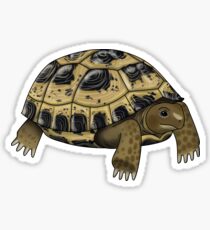 Russian Tortoise Sticker