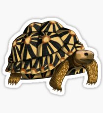 Star Tortoise Sticker