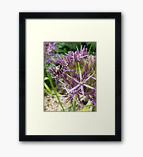 Bumble bee on Aliums Framed Print