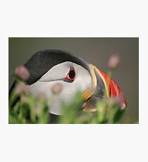 Puffin Photographic Print