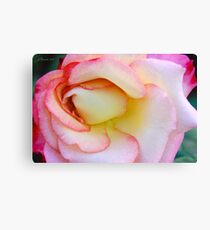 Innocent Blush Canvas Print