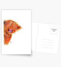HIGHLAND COW 'PEEKABOO' BY SHIRLEY MACARTHUR Postcards