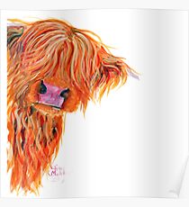 HIGHLAND COW 'PEEKABOO' BY SHIRLEY MACARTHUR Poster