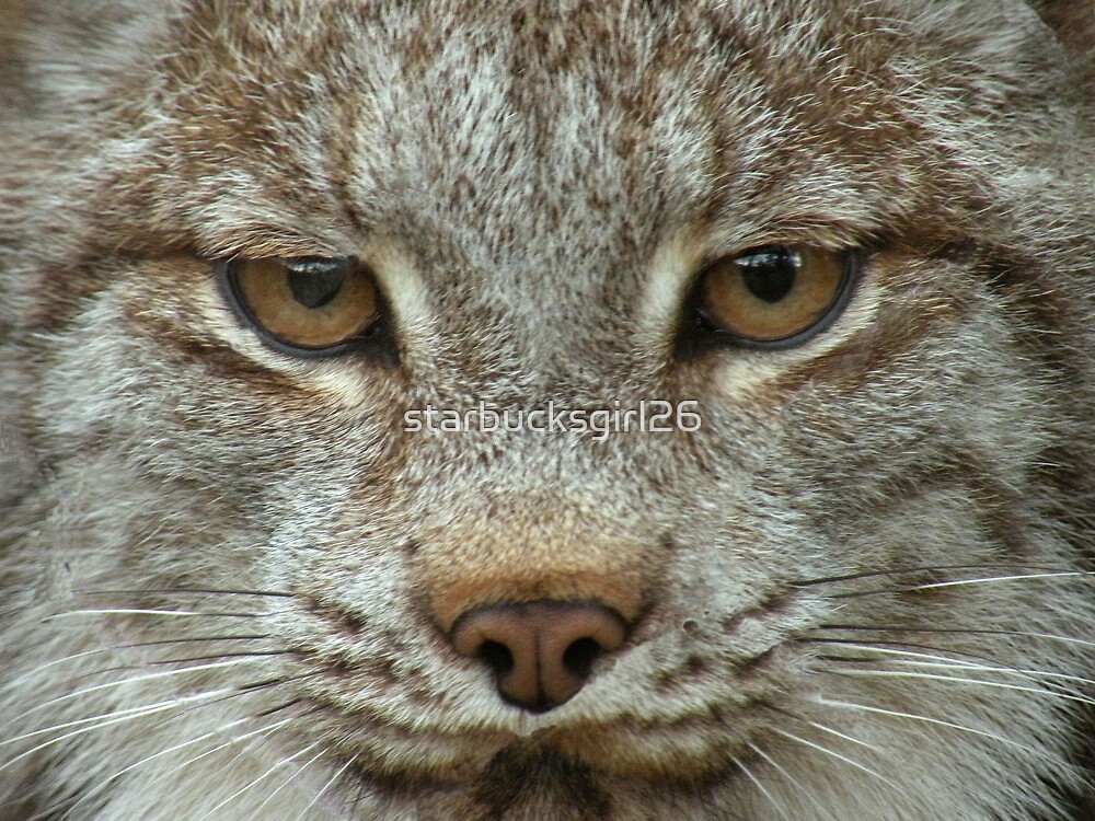 &quot;Lynx Face&quot; by starbucksgirl26 Redbubble
