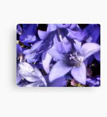 Campanula Leinwanddruck