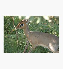 Dik dik Photographic Print