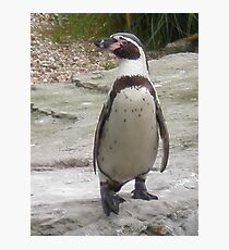 Penguin Photographic Print