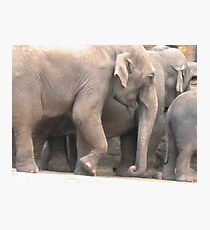 Elephants Photographic Print