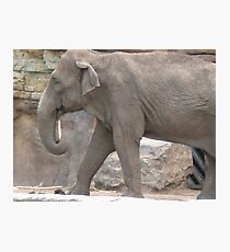 Elephant Photographic Print