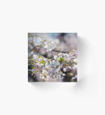 Japanese Cherry Blossoms Acrylic Block
