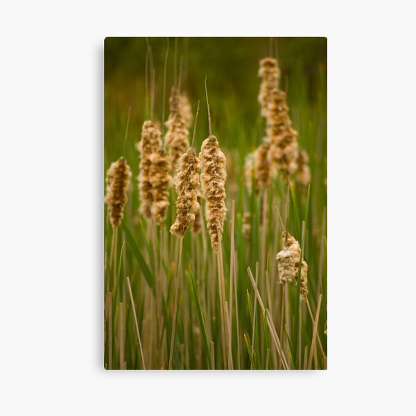 Rushes and Reeds Canvas Print