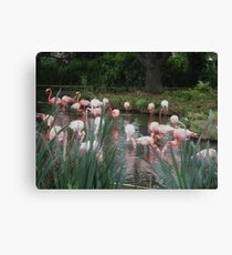Pretty Flamingos Canvas Print