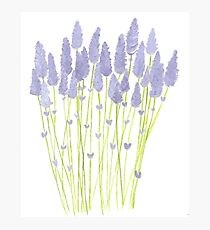 Lavender Photographic Print