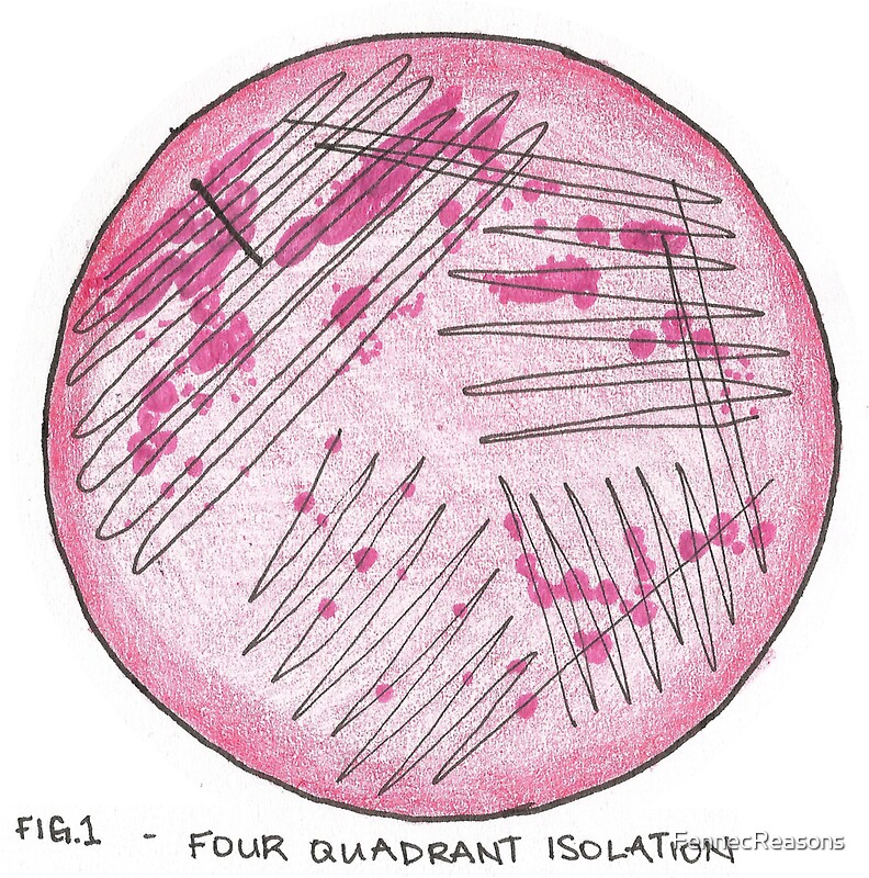 "Microbiology Streak for Isolation" Stickers by FennecReasons Redbubble