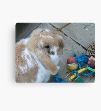 playful bunny Canvas Print