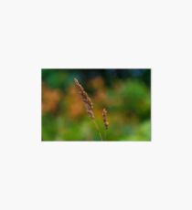 Flower macro Art Board