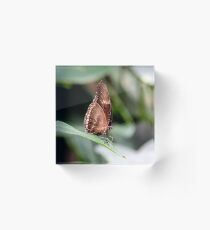 72217 Brown skipper Acrylic Block