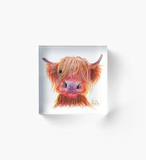 Scottish Highland Hairy Cow ' CHILLI CHOPS ' by Shirley MacArthur Acrylic Block