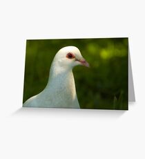 White Pigeon Greeting Card