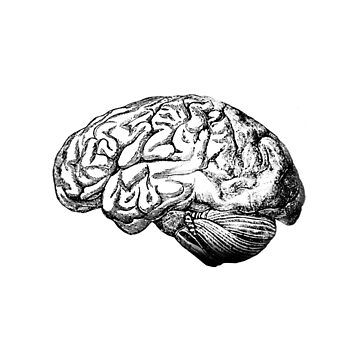 White Black Outline Of The Human Brain Hand Drawing Realistic Organ Vector  Stock Illustration - Download Image Now - iStock