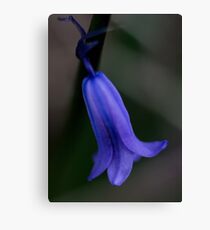 Blue belle in flower Canvas Print