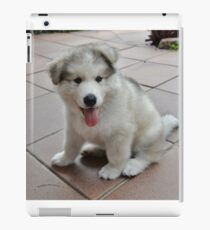 Alaskan Malamute - Baby Dr Bec iPad Case/Skin
