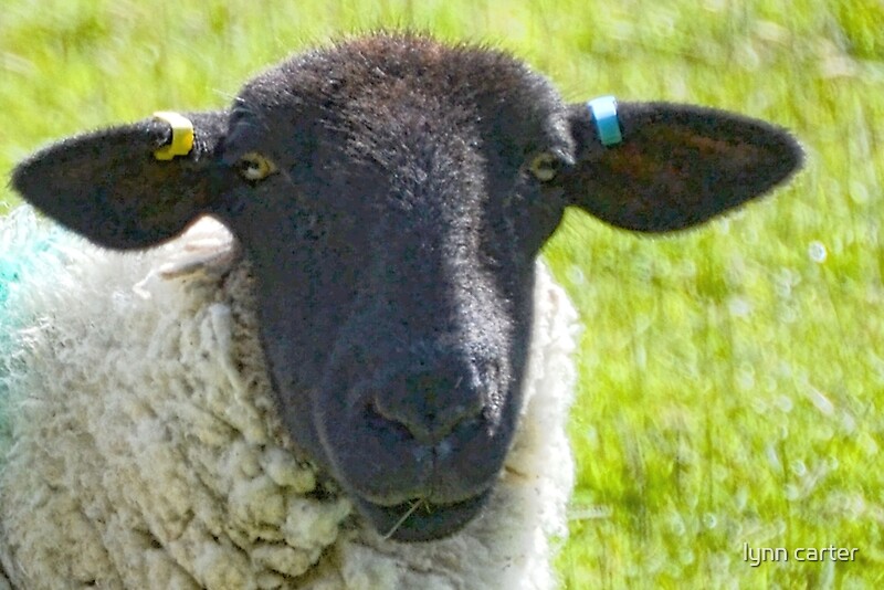 "Black Face Sheep" by lynn carter | Redbubble