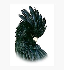 Black Cockatoo 2 Photographic Print