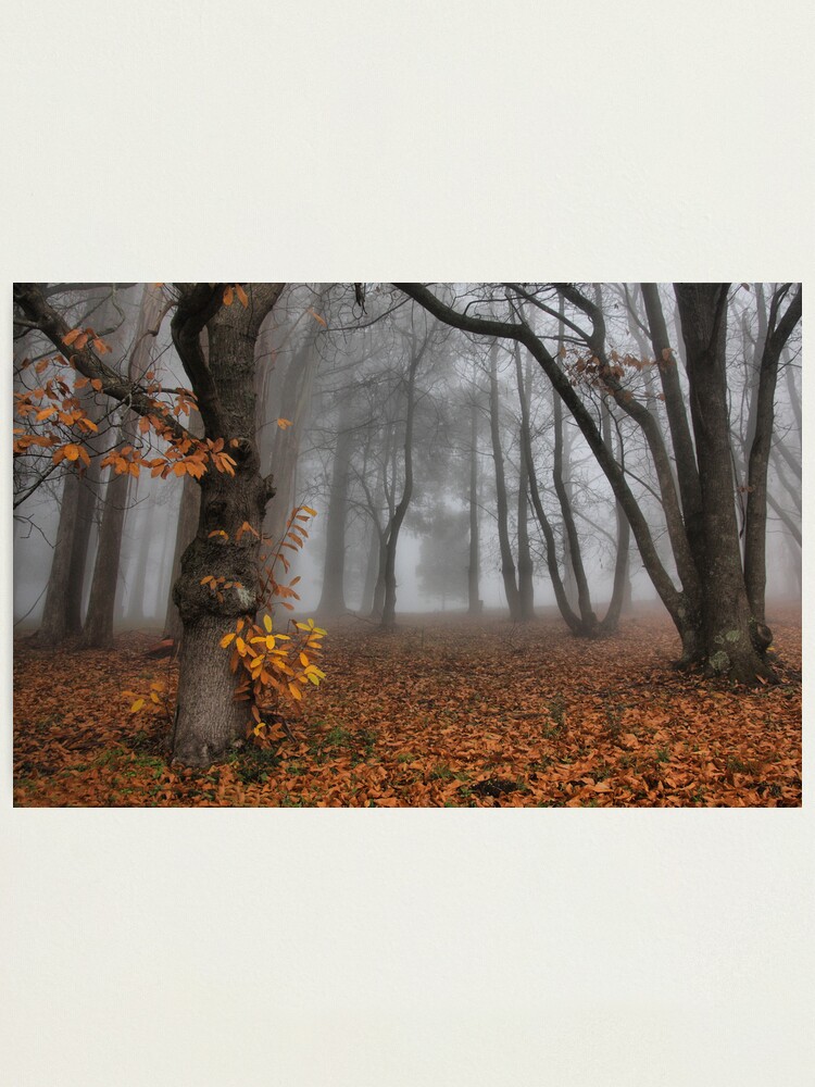 Alternate view of The last of the autumn leaves Photographic Print