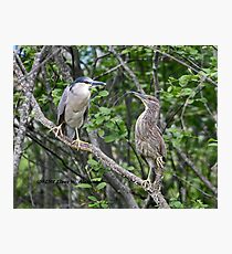 Admiration Photographic Print