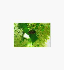 Honey plants bloom Art Board