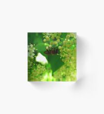 Honey plants bloom Acrylic Block