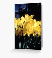 Daffodils Greeting Card