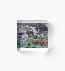 Wild Aster Acrylic Block