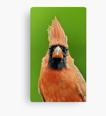 Cardinalis Canvas Print