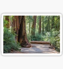 Big Basin Redwoods State Park Sticker