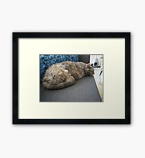 Tortie Framed Print