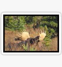 Sniffin' Moose Sticker