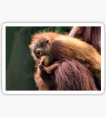 Baby Orangutan, Borneo Sticker