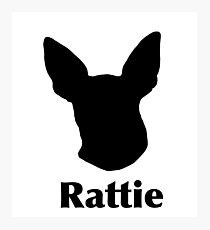 Rat Terrier Photographic Print