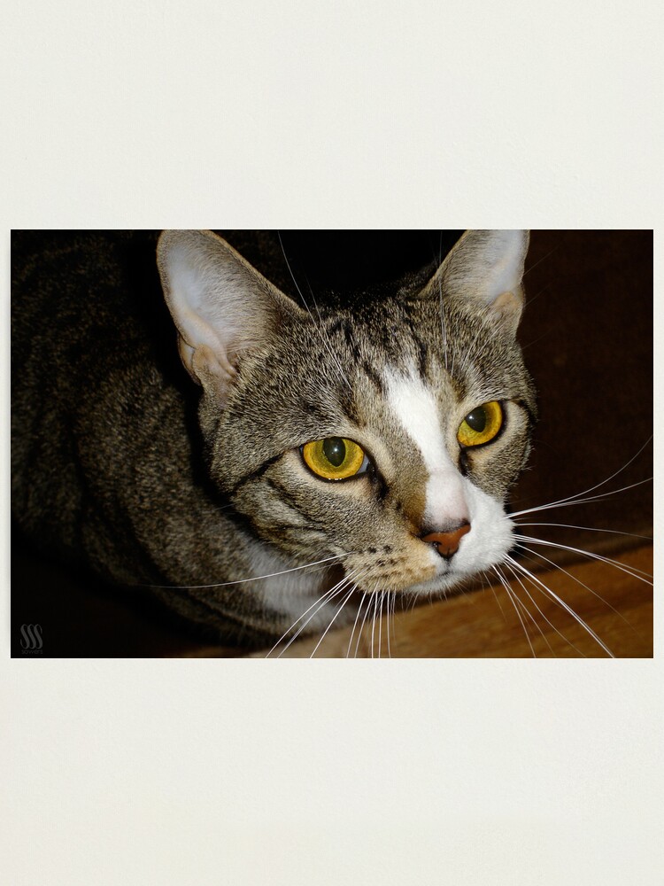 Alternate view of James Golden Eyes Photographic Print