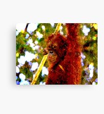Orangutan fibre Canvas Print