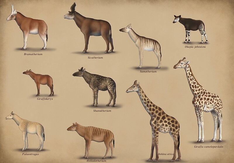 "Giraffidae- giraffe, okapi, and their extinct relatives." by synapsid