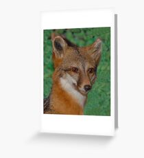 Gray Fox Greeting Card